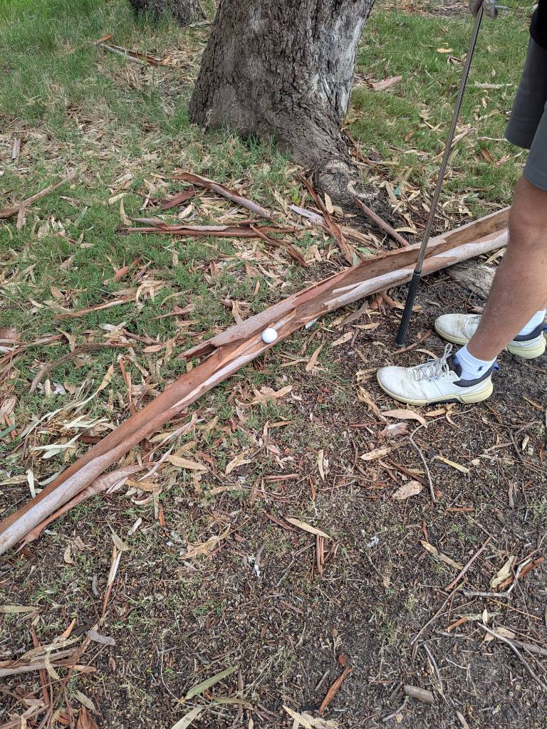 A golf ball buried in a large strip of fallen eucalyptus bark